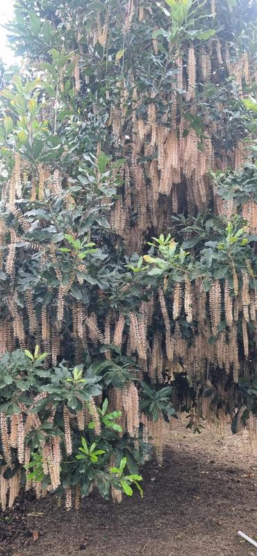 Commercial Property for Sale in Leisure Bay KwaZulu-Natal