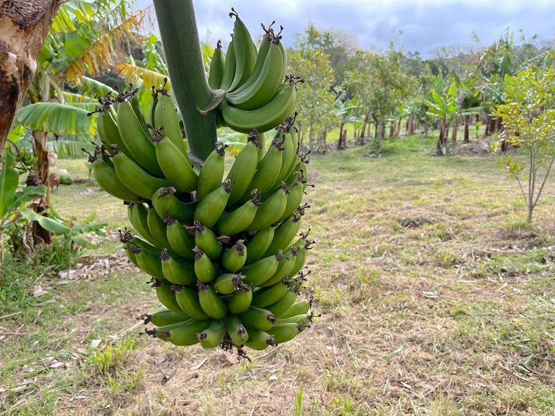 5 Bedroom Property for Sale in Banners Rest KwaZulu-Natal