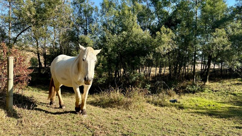 0 Bedroom Property for Sale in New Hanover Rural KwaZulu-Natal