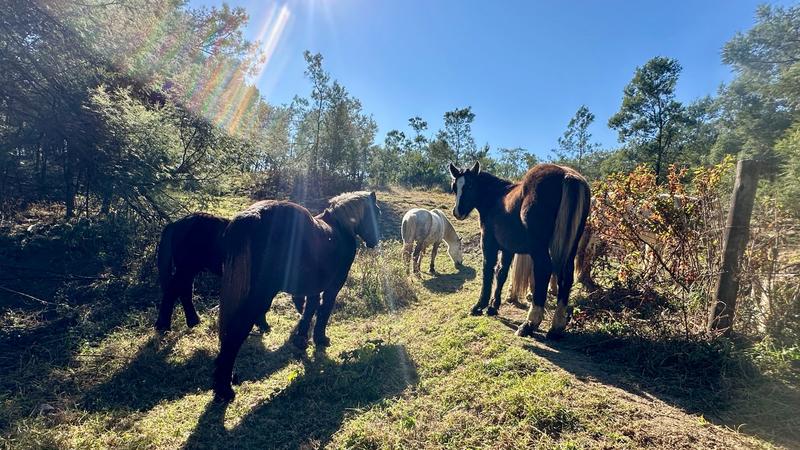 0 Bedroom Property for Sale in New Hanover Rural KwaZulu-Natal