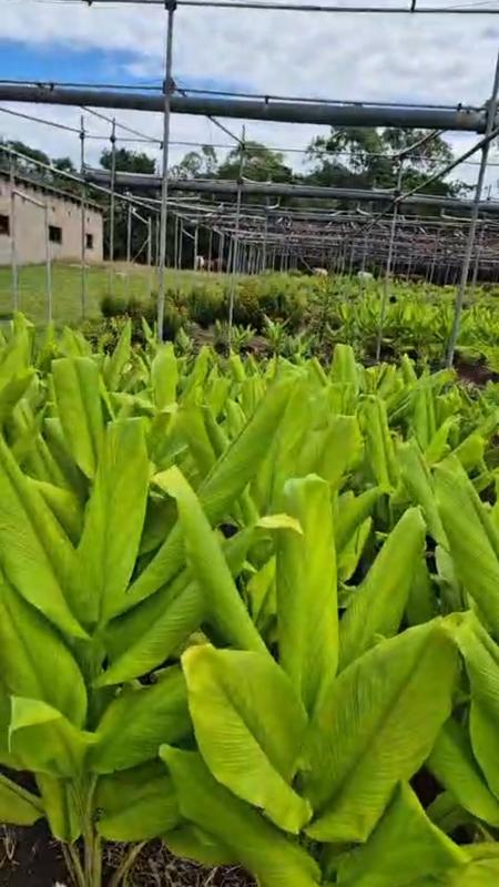 0 Bedroom Property for Sale in Umzinto KwaZulu-Natal