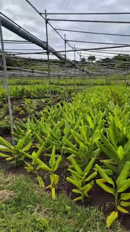 0 Bedroom Property for Sale in Umzinto KwaZulu-Natal