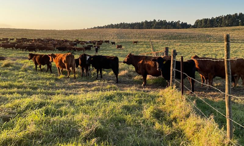 0 Bedroom Property for Sale in Mount Verde KwaZulu-Natal