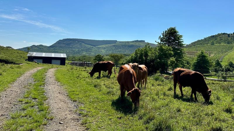 0 Bedroom Property for Sale in Mount Verde KwaZulu-Natal