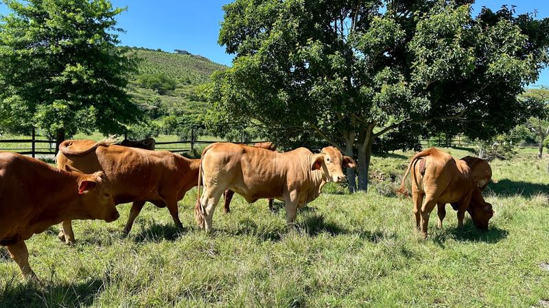 0 Bedroom Property for Sale in Mount Verde KwaZulu-Natal