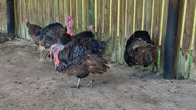 0 Bedroom Property for Sale in Mount Verde KwaZulu-Natal