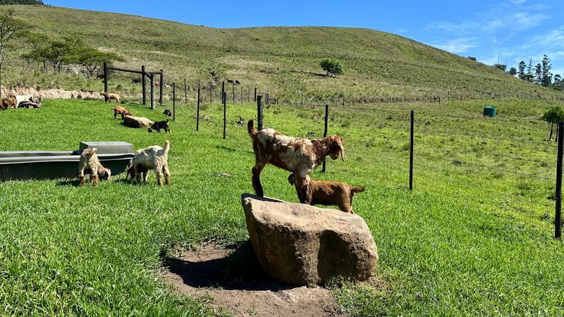 0 Bedroom Property for Sale in Mount Verde KwaZulu-Natal