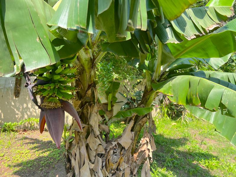 To Let 2 Bedroom Property for Rent in Ramsgate KwaZulu-Natal