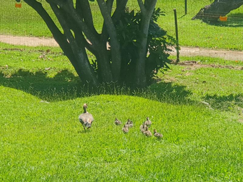 2 Bedroom Property for Sale in Woodgrange KwaZulu-Natal