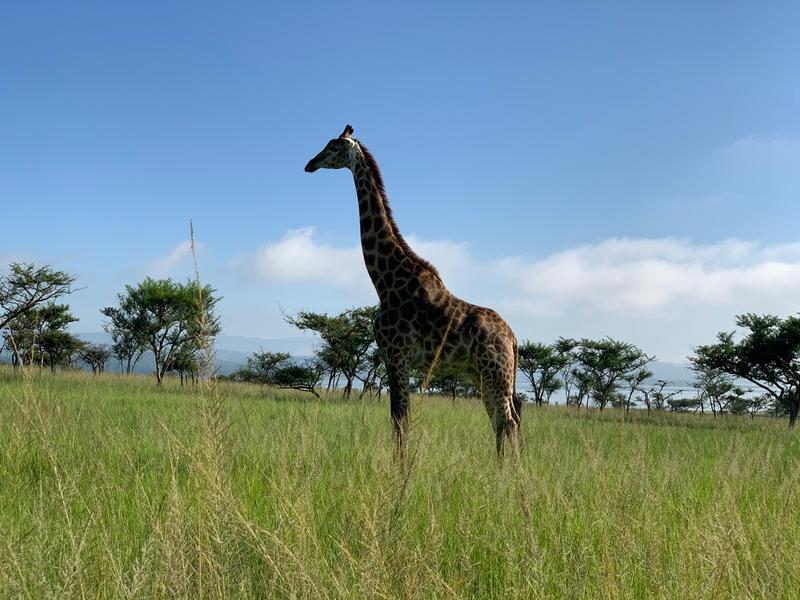 0 Bedroom Property for Sale in Albert Falls KwaZulu-Natal