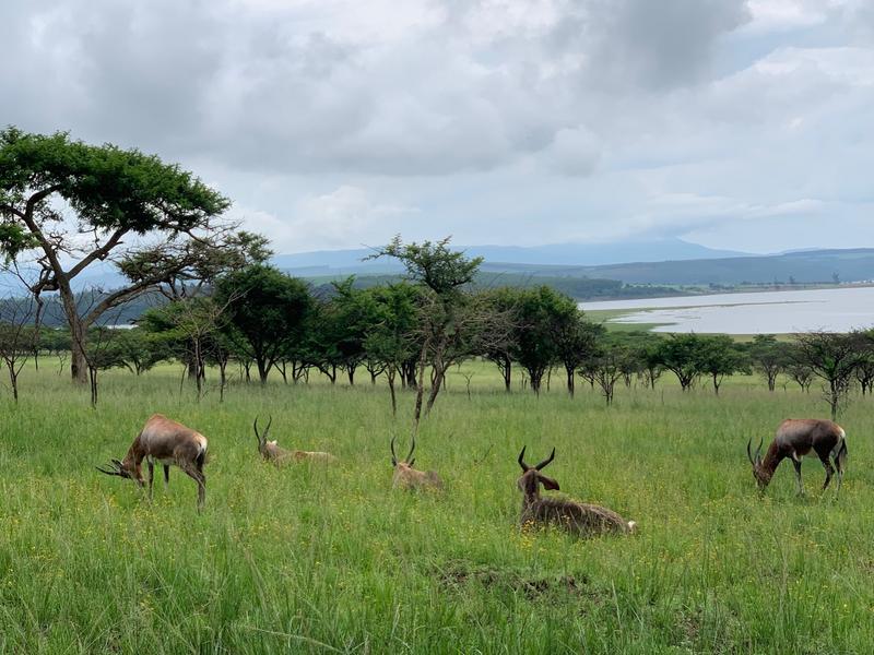 0 Bedroom Property for Sale in Albert Falls KwaZulu-Natal