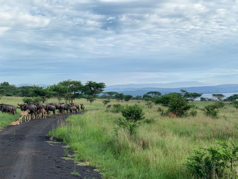 0 Bedroom Property for Sale in Albert Falls KwaZulu-Natal