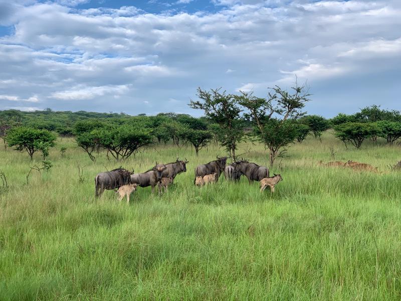 0 Bedroom Property for Sale in Albert Falls KwaZulu-Natal