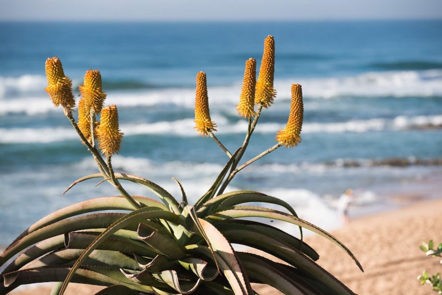 0 Bedroom Property for Sale in Umhlanga KwaZulu-Natal