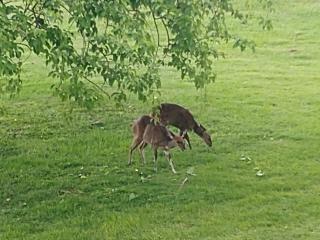 4 Bedroom Property for Sale in Mount Edgecombe Country Estate KwaZulu-Natal