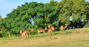 0 Bedroom Property for Sale in Palm Lakes Estate KwaZulu-Natal