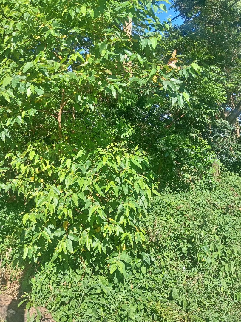 Commercial Property for Sale in Ongoye KwaZulu-Natal