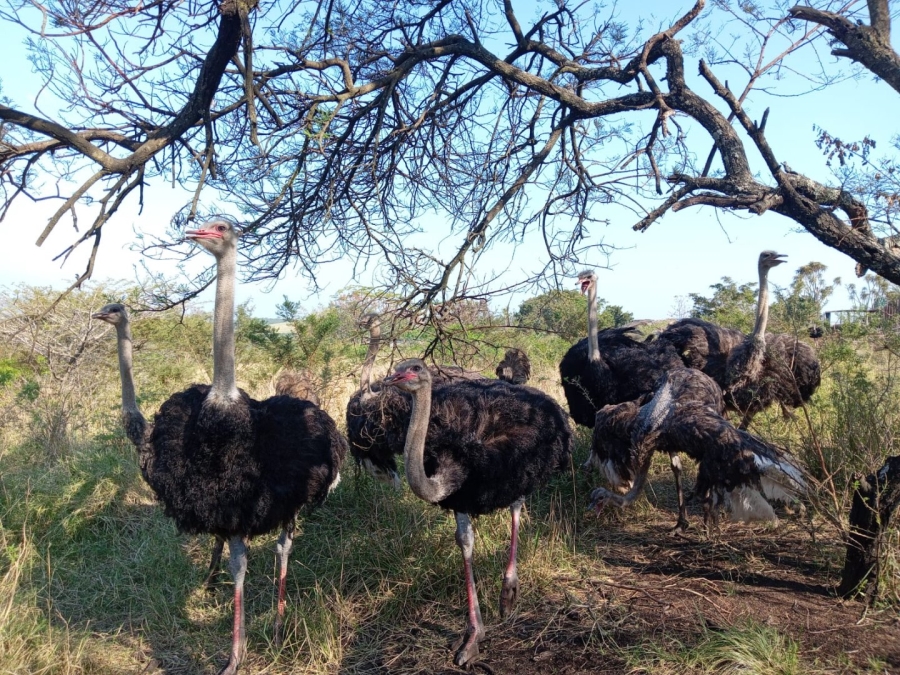 Commercial Property for Sale in Empangeni Central KwaZulu-Natal