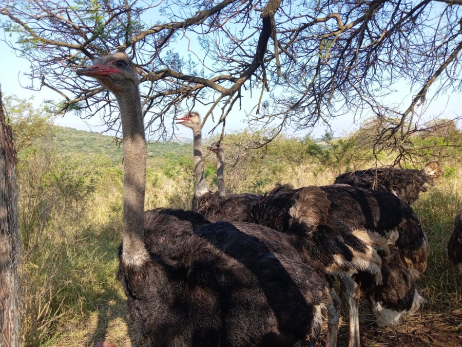 Commercial Property for Sale in Empangeni Central KwaZulu-Natal