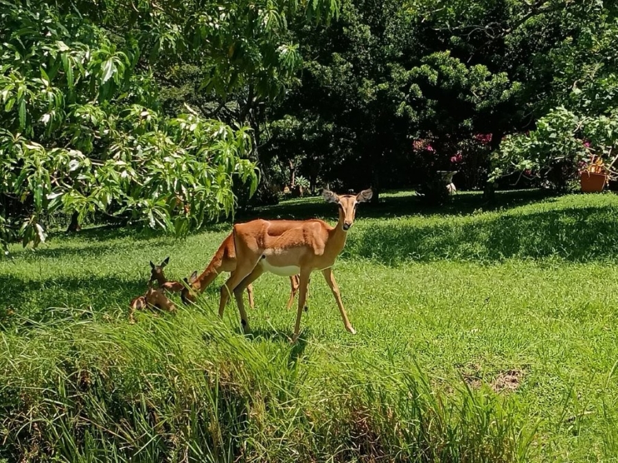 2 Bedroom Property for Sale in Pennington KwaZulu-Natal