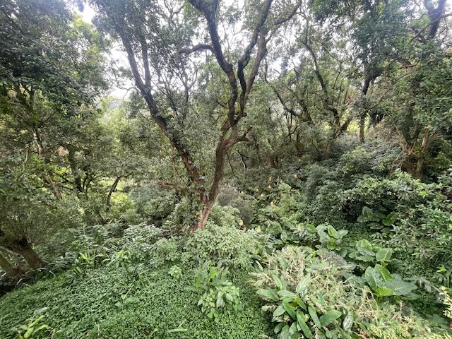 7 Bedroom Property for Sale in Worlds View KwaZulu-Natal