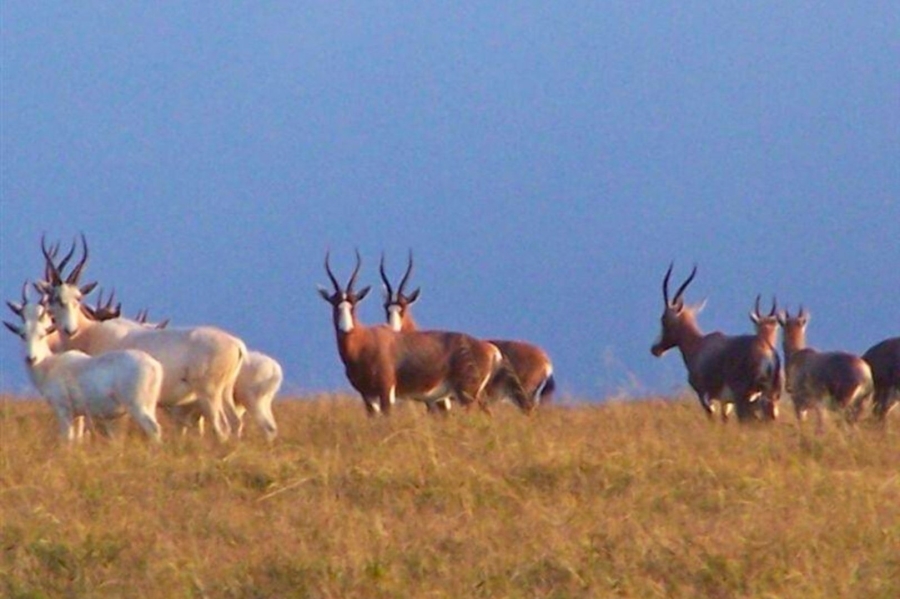 Commercial Property for Sale in Newcastle Rural KwaZulu-Natal