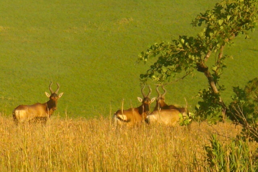 Commercial Property for Sale in Newcastle Rural KwaZulu-Natal