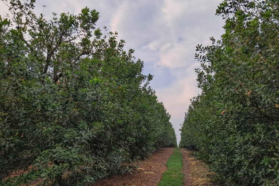 Commercial Property for Sale in Paddock KwaZulu-Natal