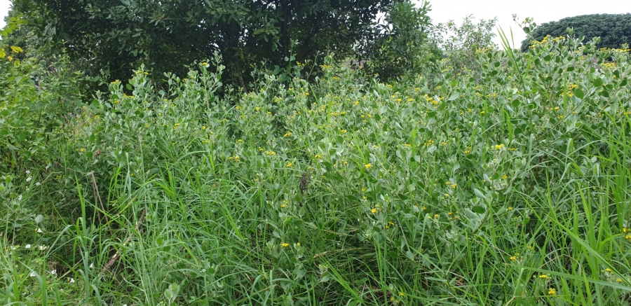 Commercial Property for Sale in Palm Lakes Estate KwaZulu-Natal