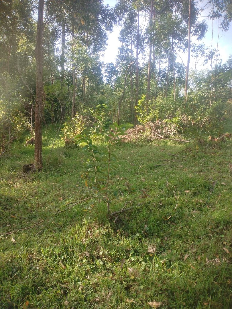 Commercial Property for Sale in Ongoye KwaZulu-Natal