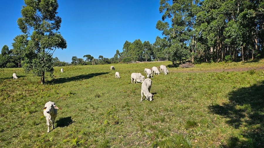 Commercial Property for Sale in Paddock KwaZulu-Natal
