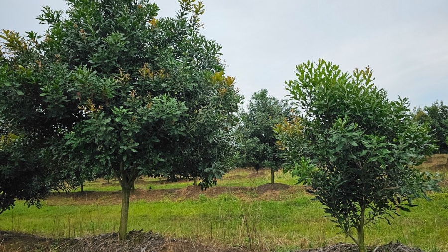 Commercial Property for Sale in Paddock KwaZulu-Natal