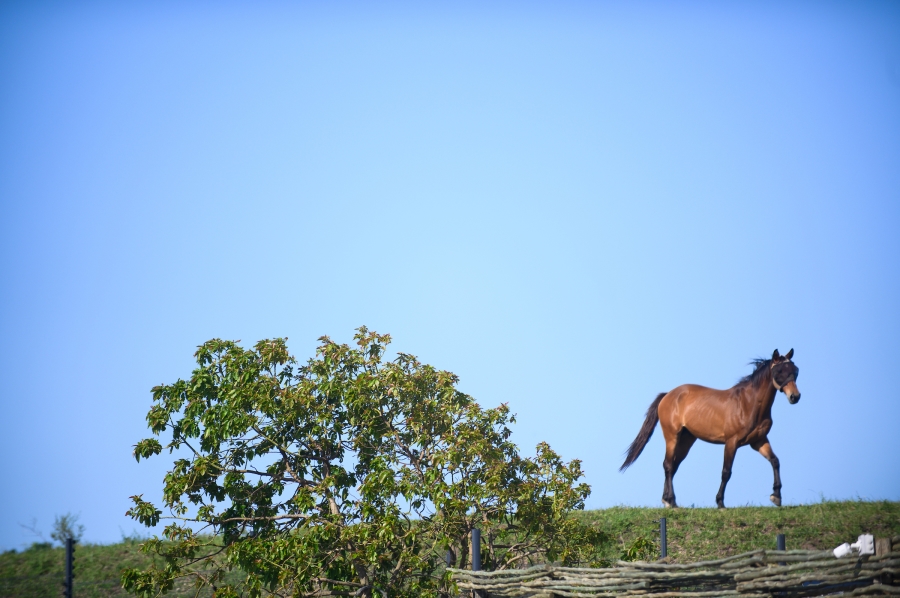 0 Bedroom Property for Sale in Ballito Central KwaZulu-Natal