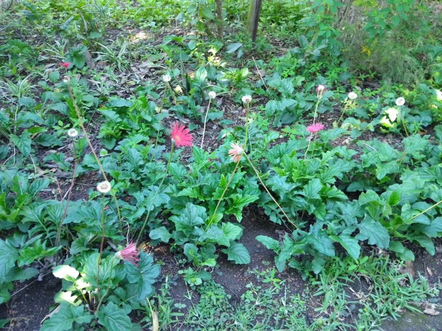 4 Bedroom Property for Sale in Mandeni KwaZulu-Natal