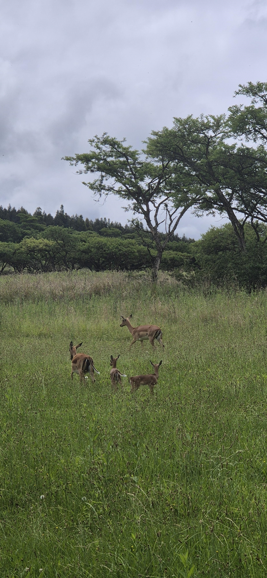 3 Bedroom Property for Sale in Winterton KwaZulu-Natal