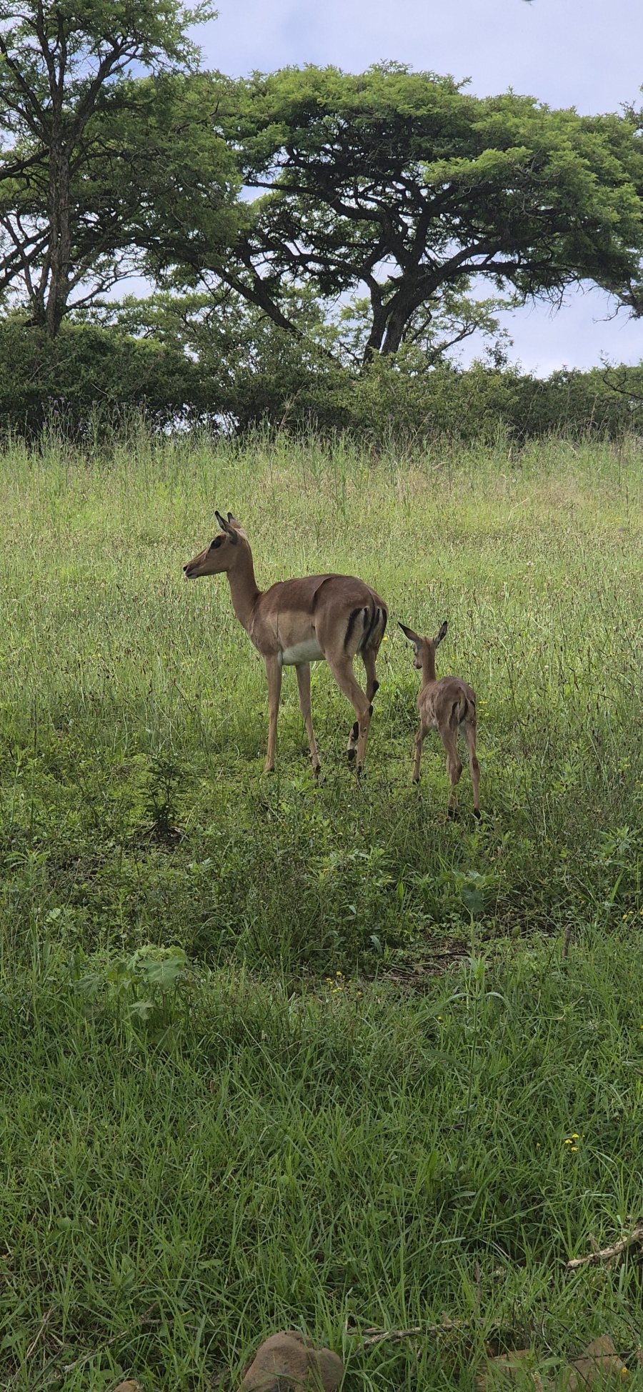 3 Bedroom Property for Sale in Winterton KwaZulu-Natal