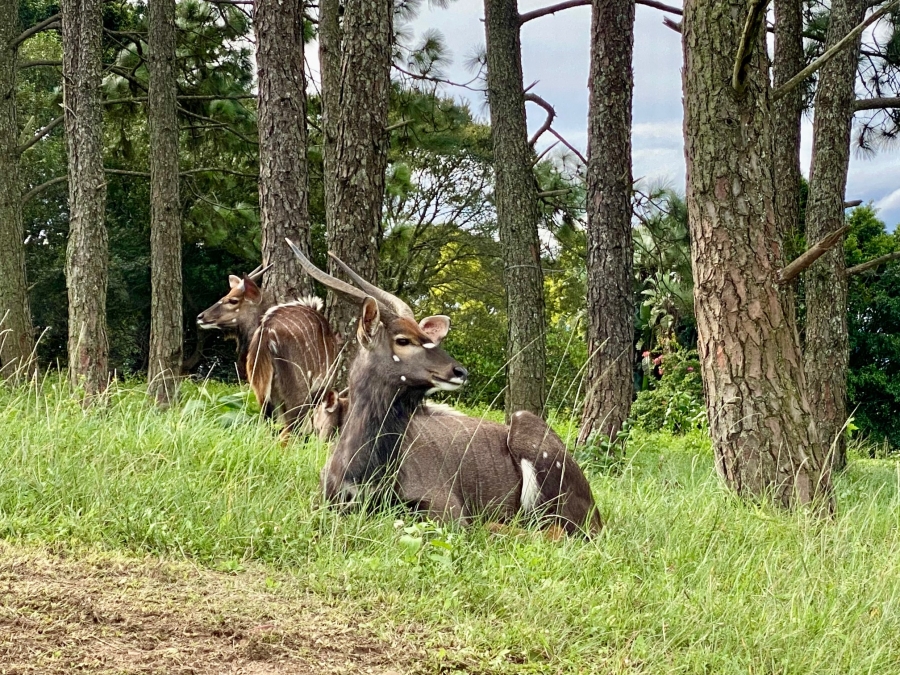 0 Bedroom Property for Sale in Bisley KwaZulu-Natal