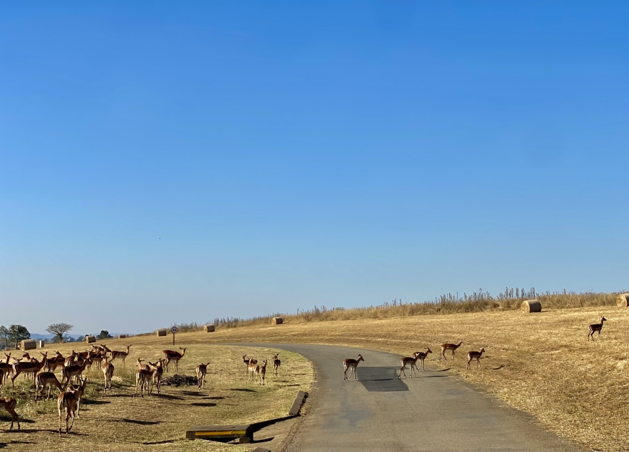 0 Bedroom Property for Sale in Bisley KwaZulu-Natal