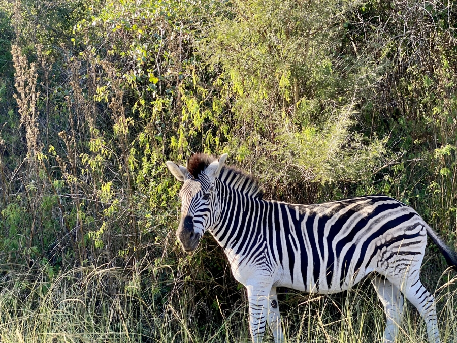 0 Bedroom Property for Sale in Bisley KwaZulu-Natal