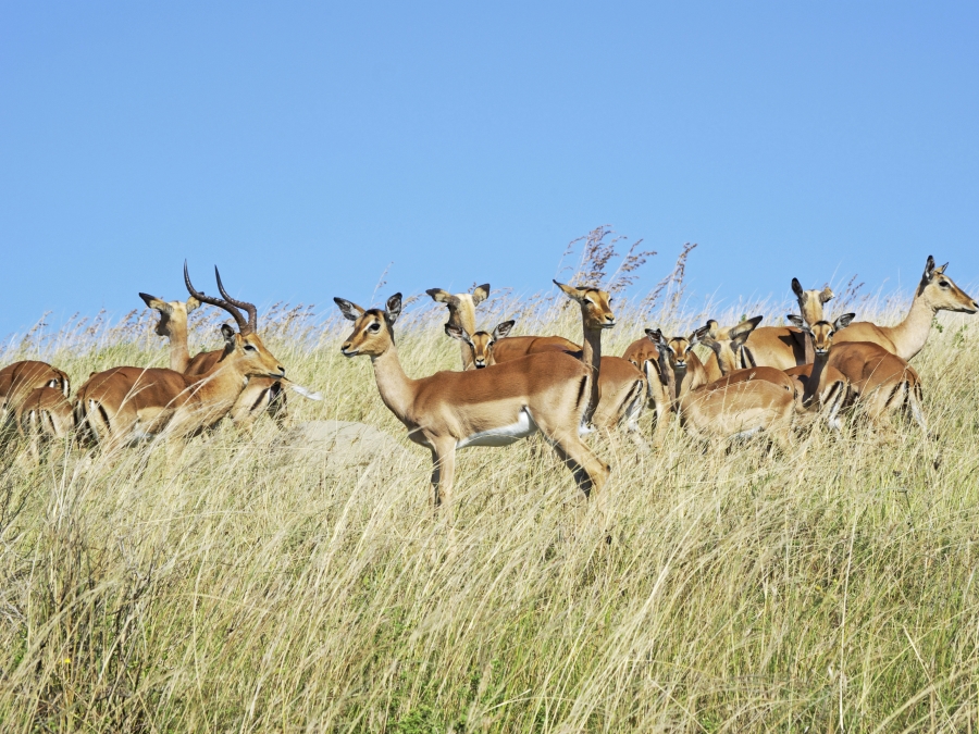 0 Bedroom Property for Sale in Bisley KwaZulu-Natal