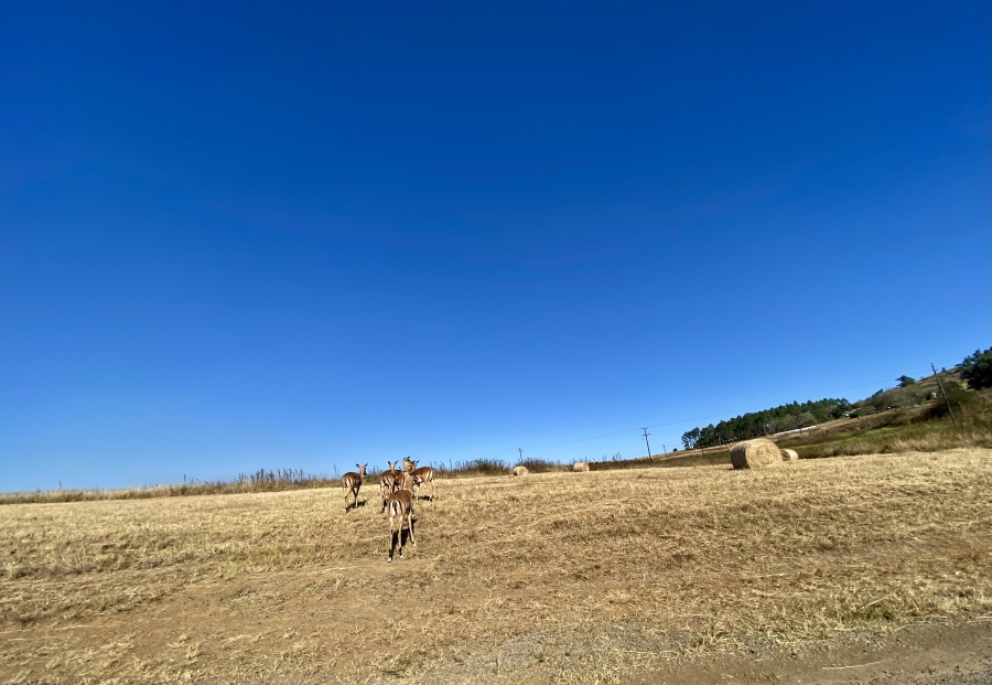 0 Bedroom Property for Sale in Bisley KwaZulu-Natal