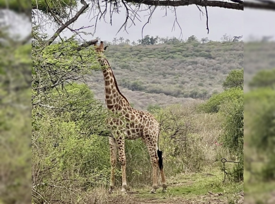 0 Bedroom Property for Sale in Bisley KwaZulu-Natal