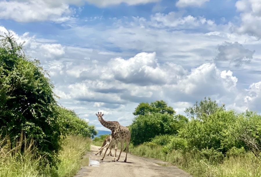 0 Bedroom Property for Sale in Bisley KwaZulu-Natal