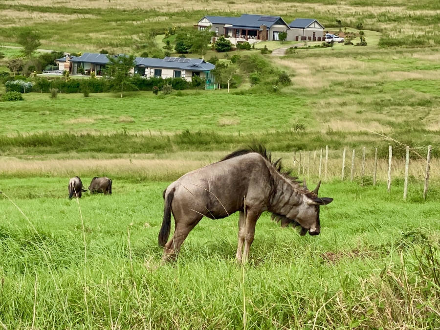 0 Bedroom Property for Sale in Bisley KwaZulu-Natal