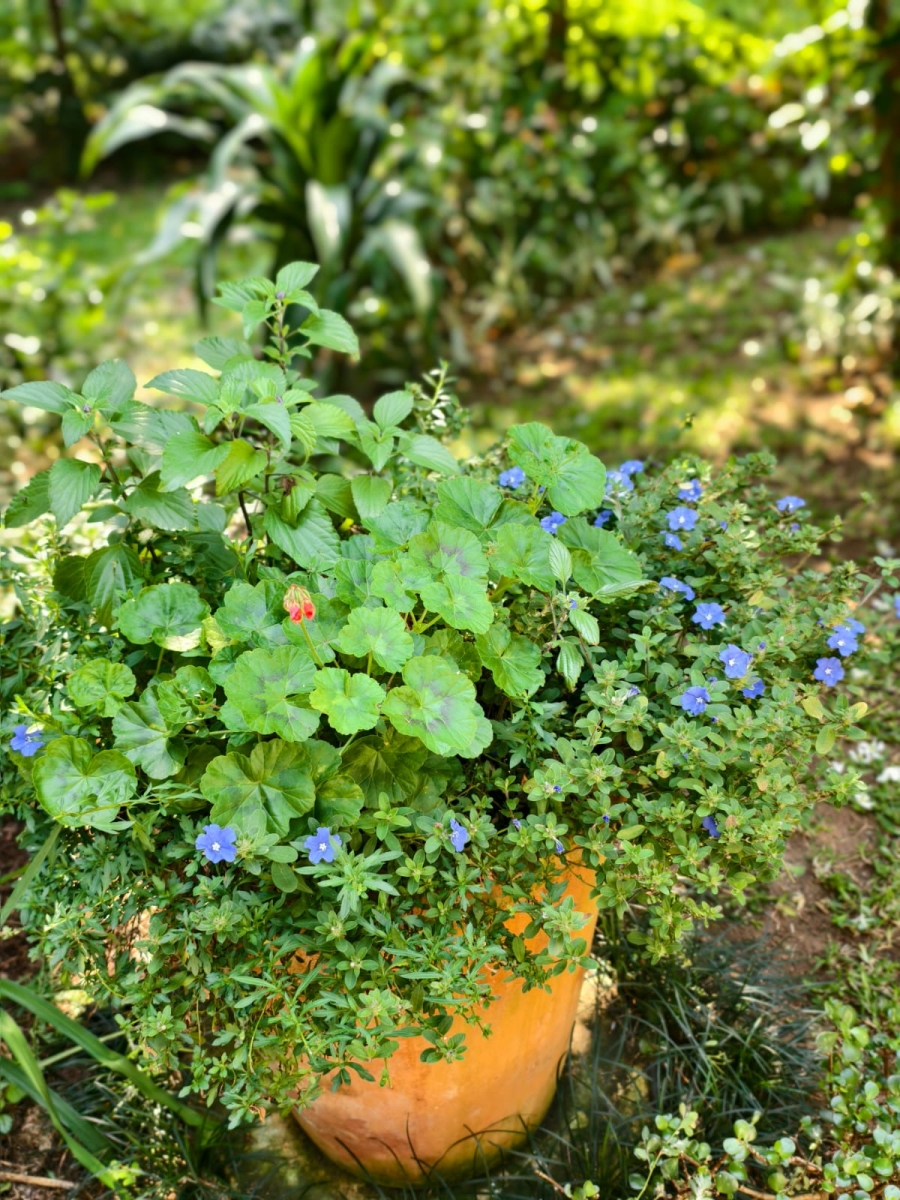 3 Bedroom Property for Sale in Shortens Country Estate KwaZulu-Natal