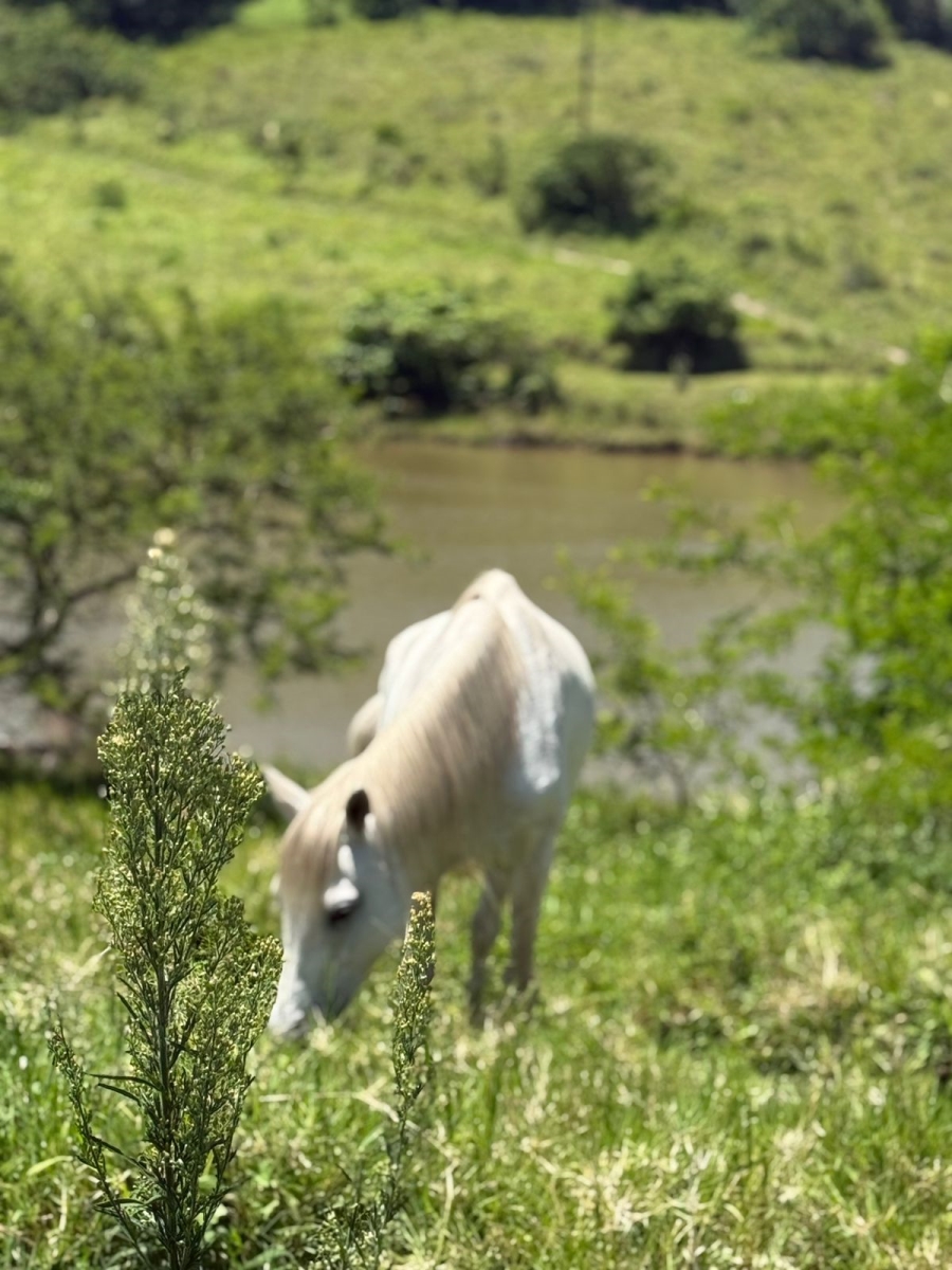 0 Bedroom Property for Sale in Salt Rock KwaZulu-Natal