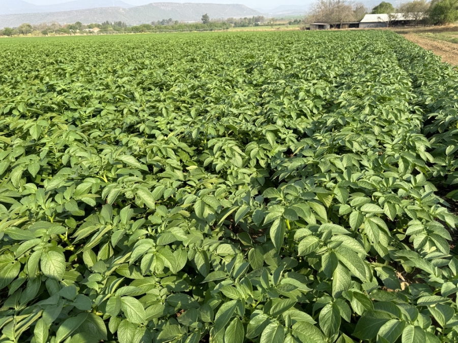 6 Bedroom Property for Sale in Weenen KwaZulu-Natal