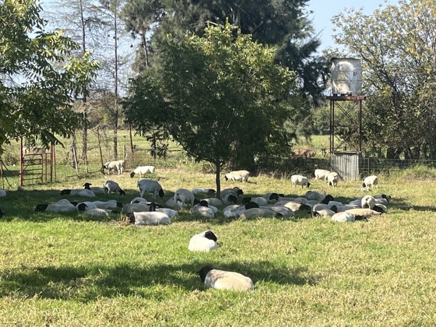 8 Bedroom Property for Sale in Weenen KwaZulu-Natal