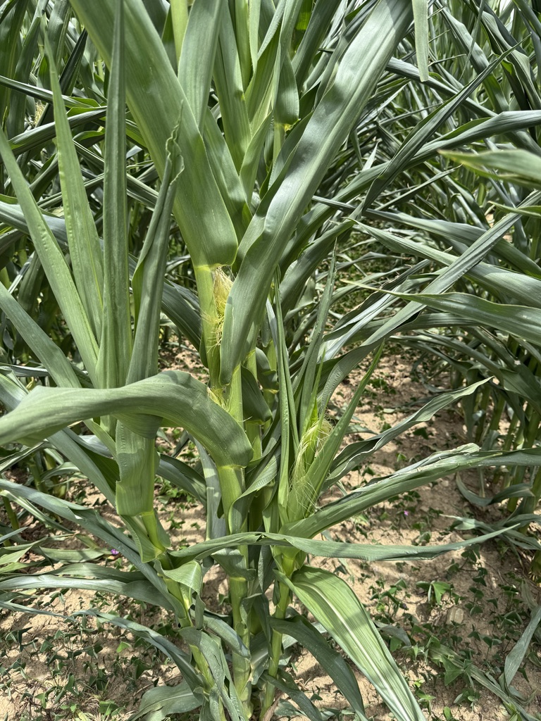 0 Bedroom Property for Sale in Weenen KwaZulu-Natal