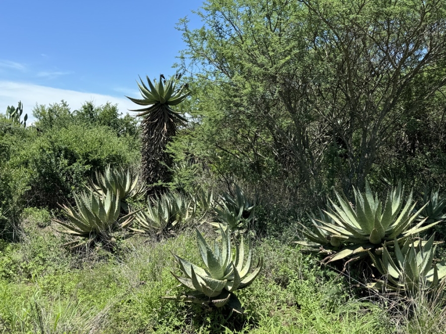 0 Bedroom Property for Sale in Weenen KwaZulu-Natal